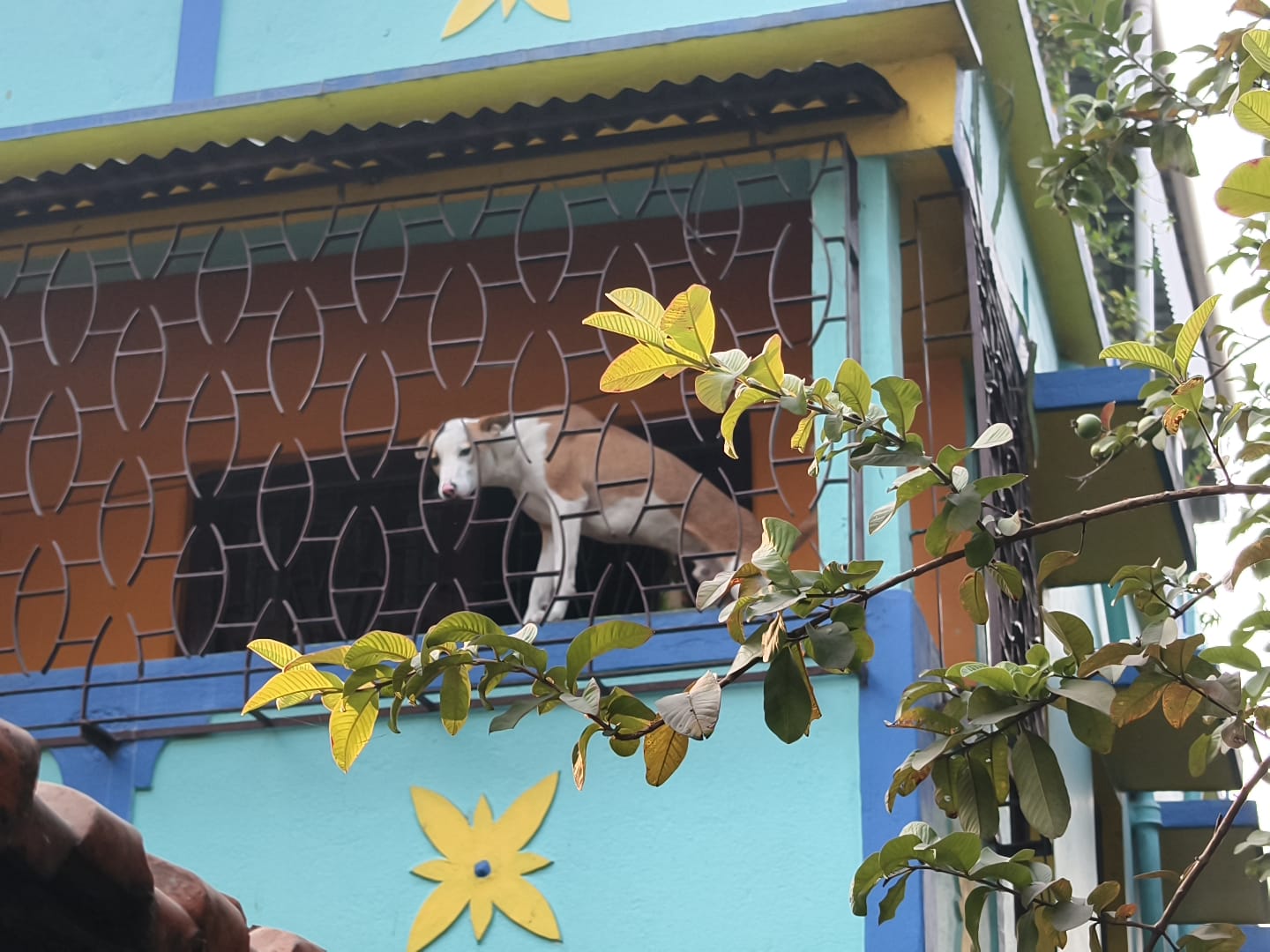 ফাঁকা বাড়িতে পোষ্য ফেলে ব্যাঙ্গালোর ফুর্তি করতে গেল পরিবার , ক্ষোভে ফুঁসছে এলাকাবাসী