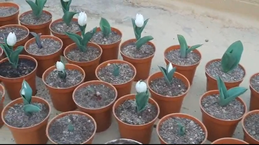 কাশ্মীর নয় এবার বাংলার মাটিতেই ফুটেছে বিভিন্ন রঙের টিউলিপ