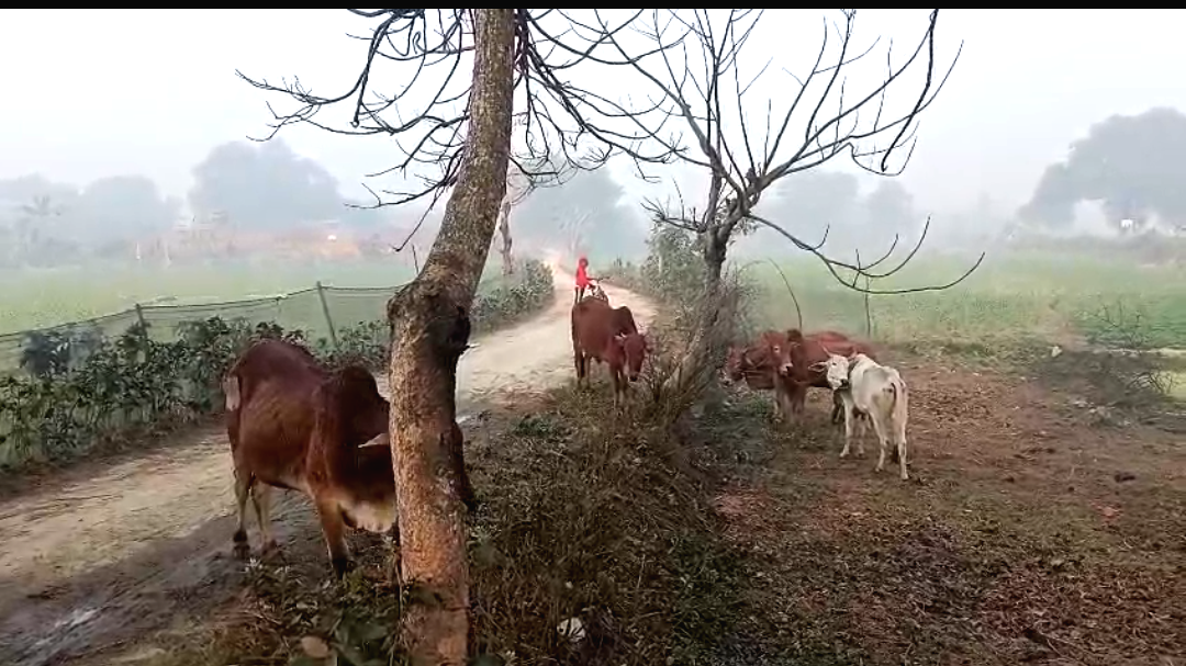 দিনদুপুরে গরু পাচারের চেষ্টা ,  গ্রামবাসীদের দেখেই পালালো বাংলাদেশিরা