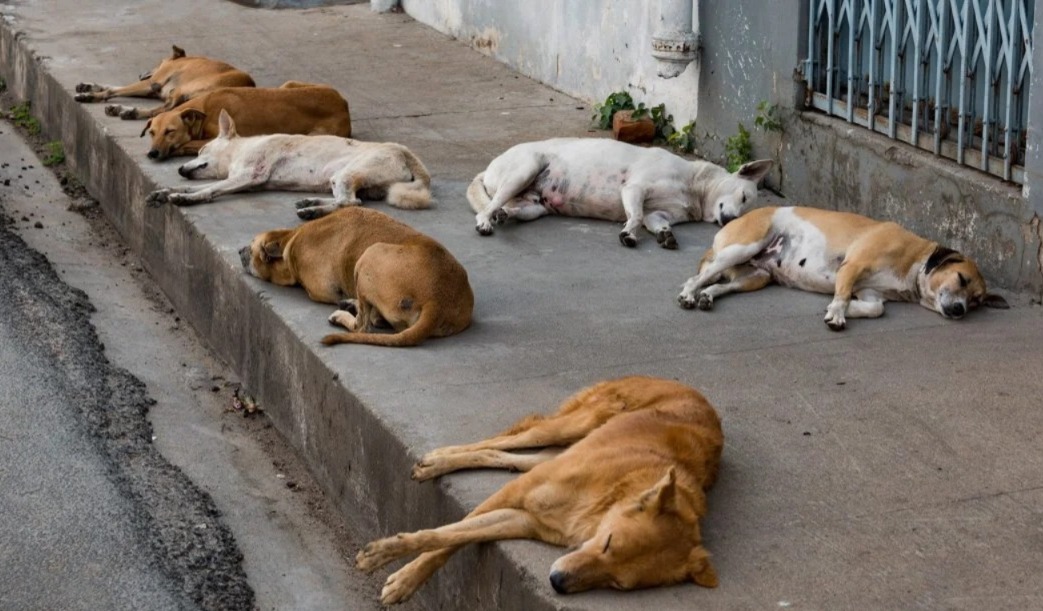 ফের তেলেঙ্গানায় পথকুকুর হত্যা, মৃতের সংখ্যা বেড়ে ১১০০