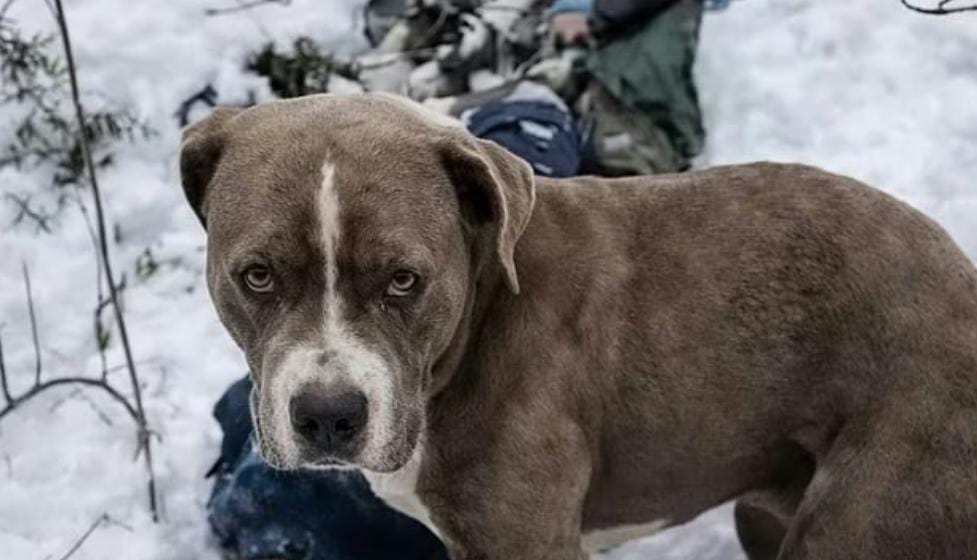 তুষারঝড়ে মৃত্যু মালিকের , ৪ দিন ধরে বরফে দেহ আগলে দাঁড়িয়ে পোষ্য কুকুর