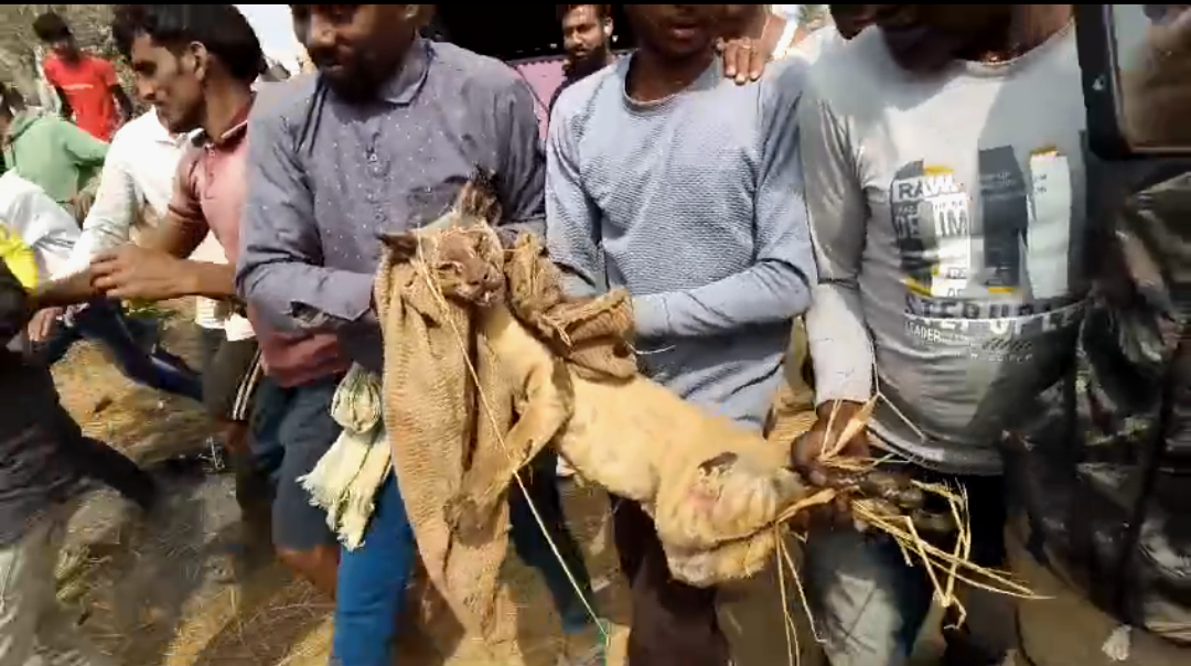 বাঘের আতঙ্কে ঘুম উড়ল পুরুলিয়াবাসীর , বন দফতর এসে পেল আজব প্রাণী