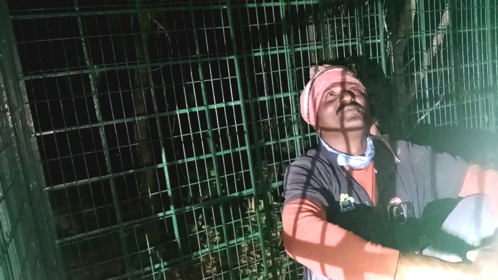 ছাগলের টোপ দিয়ে বাঘ ধরার চেষ্টা , চরম উত্তেজনা সুন্দরবনে