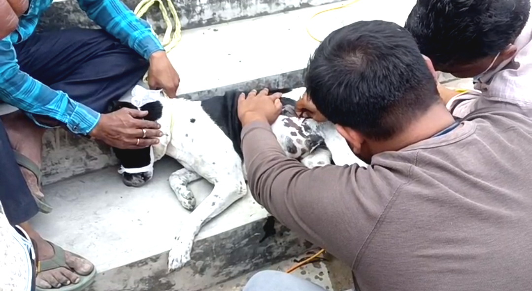 বিনা কারণে নিরীহ সারমেয়কে বিষ খাইয়ে হত্যা , কপালে শনি লাগলো বাবুই প্রামাণিকের