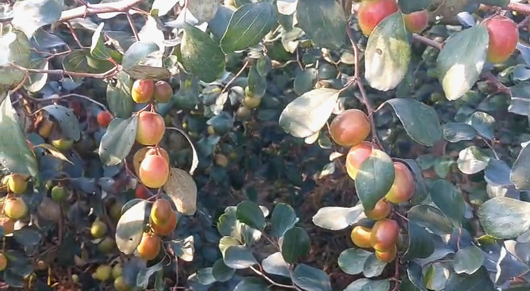 স্বল্প খরচে ব্যাপক লাভ , কুলের বাজারে রেকর্ড দরে কপাল ফিরল চাষীদের