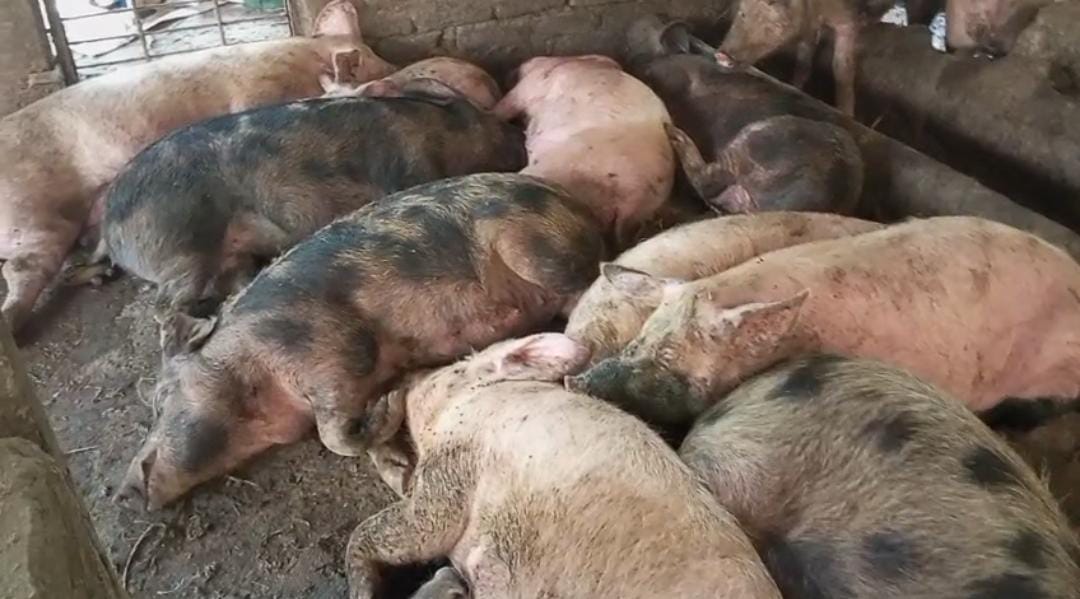 খাবারে বিষ মিশিয়ে ৭০ শুকর হত্যার অভিযোগ , নাশকতার আশঙ্কায় ব্যাপক চাঞ্চল্য  ঝাড়গ্রামে