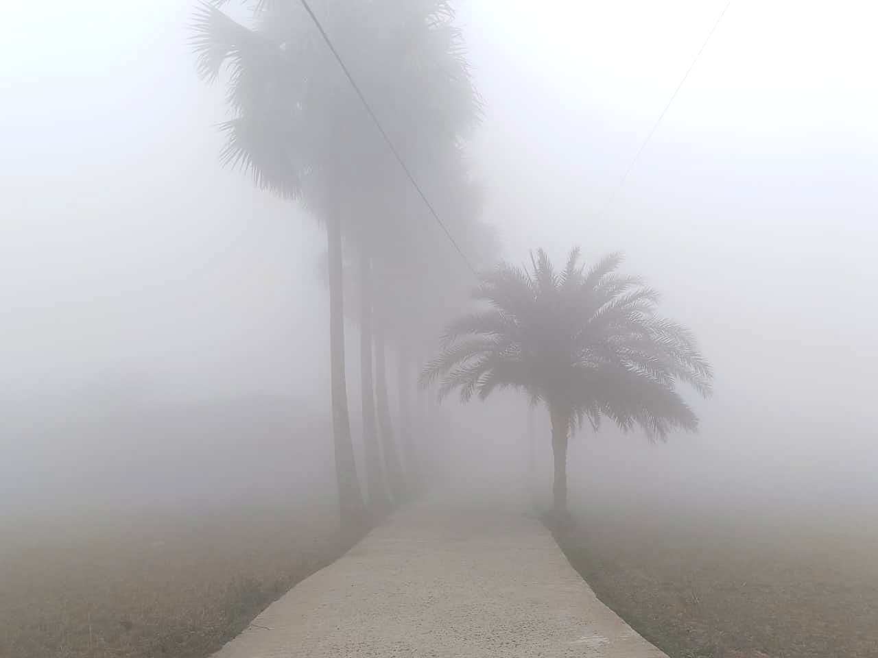 ঘন কুয়াশায় অদৃশ্য বসিরহাট , ১০ ফুট দূরেও দেখা যাচ্ছে না রাস্তা