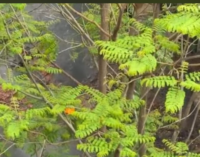 মাটি খুঁড়তেই বিকট শব্দ , লেক অ্যাভিনিউতে রাস্তা সারাইয়ের সময় ভয়াবহ বিস্ফোরণ