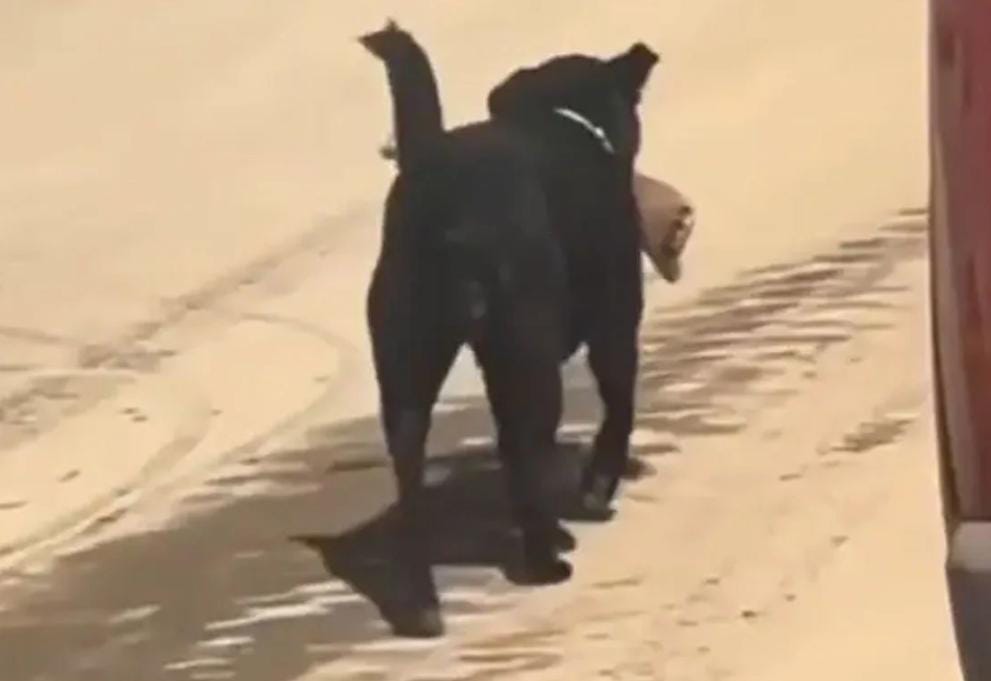 পথ কুকুরের মুখে রোগীর কাটা পা , ভিডিও ভাইরালের পর তদন্তের নির্দেশ হাসপাতালের