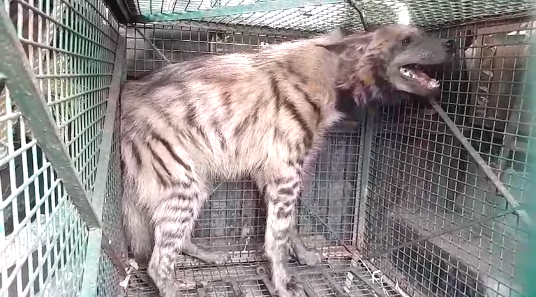 শেয়াল ধরার ফাঁদে পড়ল পূর্ণবয়স্ক হায়না , চাঞ্চল্য আসানসোলে