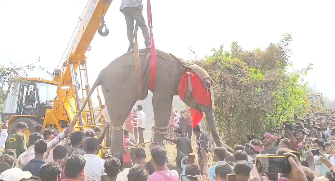 ঘুম পাড়ানি গুলিতেই কেল্লাফতে , রেঞ্জ অফিসে নিয়ে যাওয়া হল দাঁতাল হাতিকে