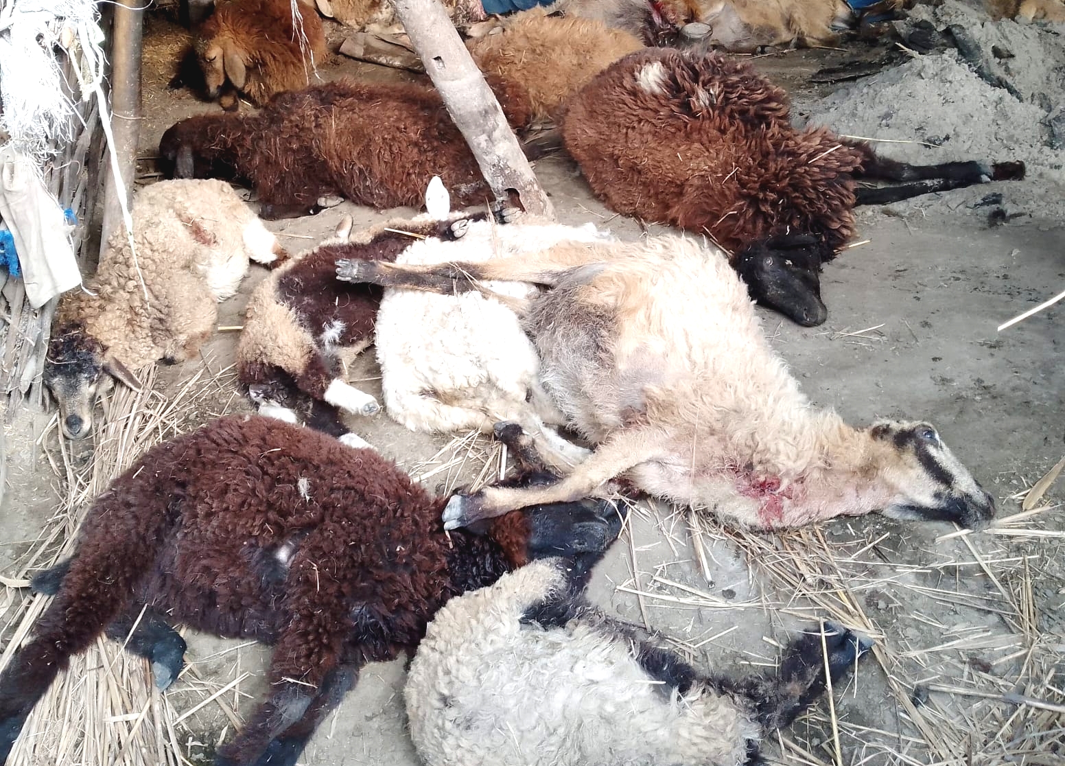 হিংস্র কুকুরের তাণ্ডবে মৃত প্রায় ৩২টি ভেড়া, মাথায় হাত পশুপালকের