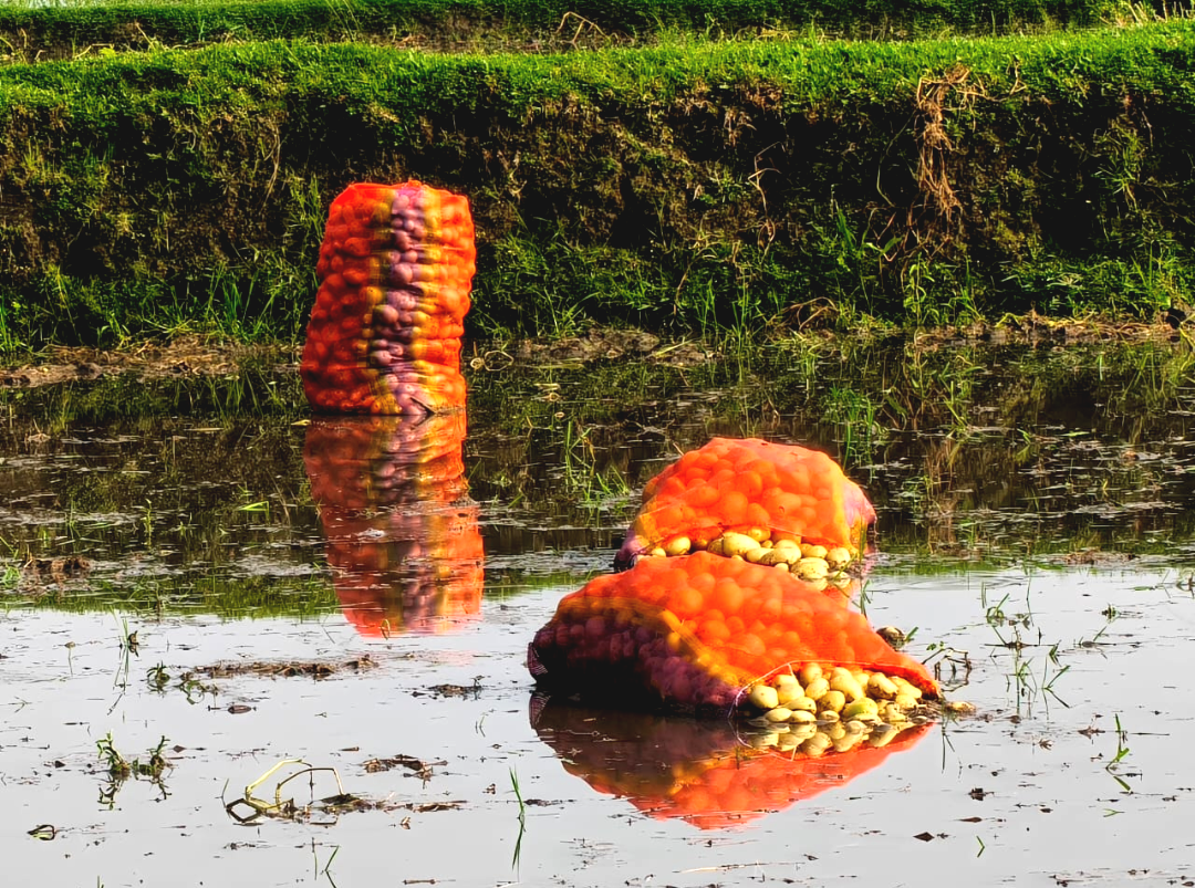 অকাল বৃষ্টিতে জলের নিচে মাঠের পর মাঠ! মেখলিগঞ্জে আলু বাঁচাতে কৃষকদের জীবনদায়ী সংগ্রাম