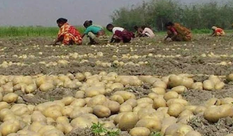 অকাল বৃষ্টিতে আলু চাষে বিপর্যয় , মাথায় হাত চাষীদের