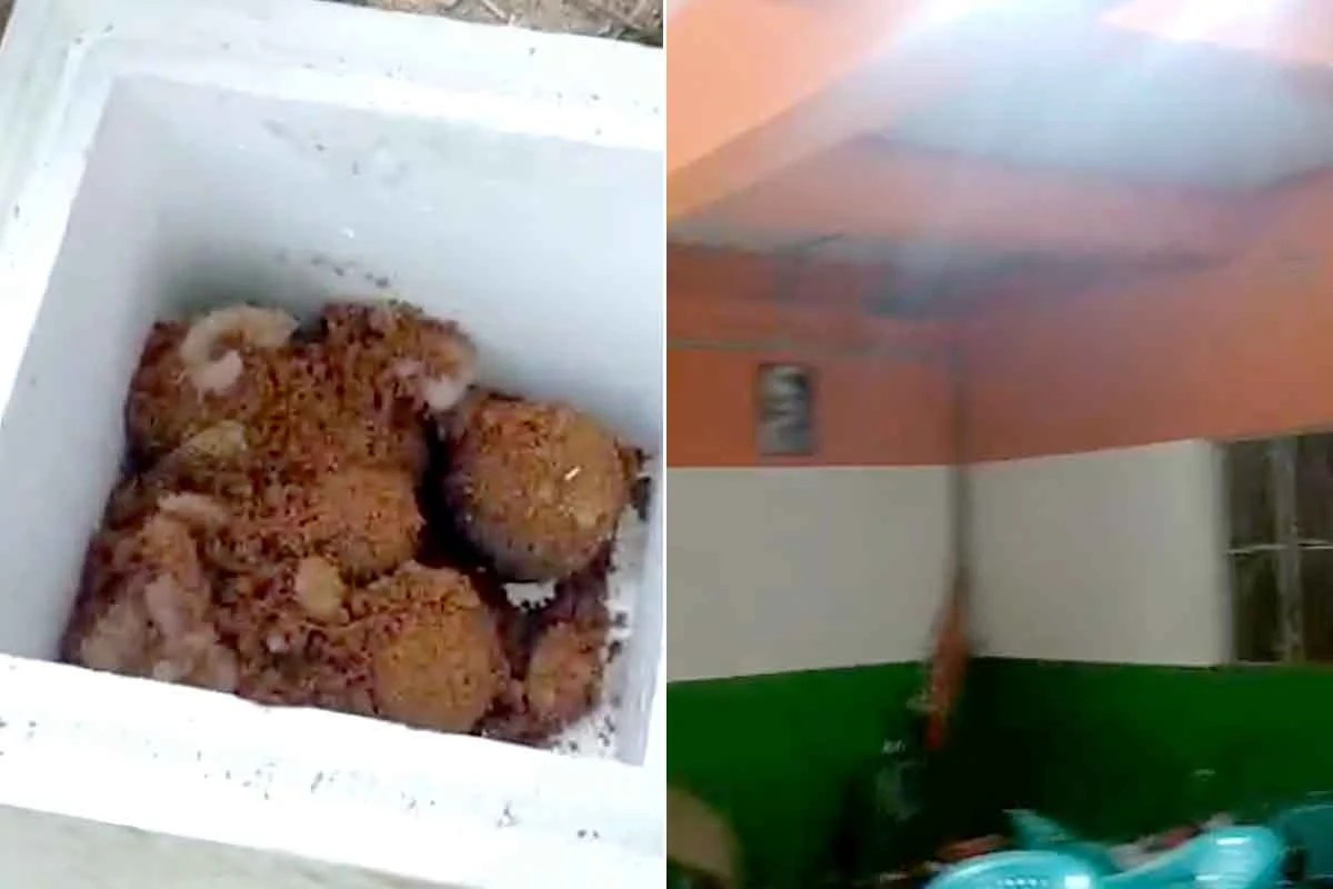তৃণমূলের পার্টি অফিসে বোমার পাহাড় , তুমুল শোরগোল আরামবাগে