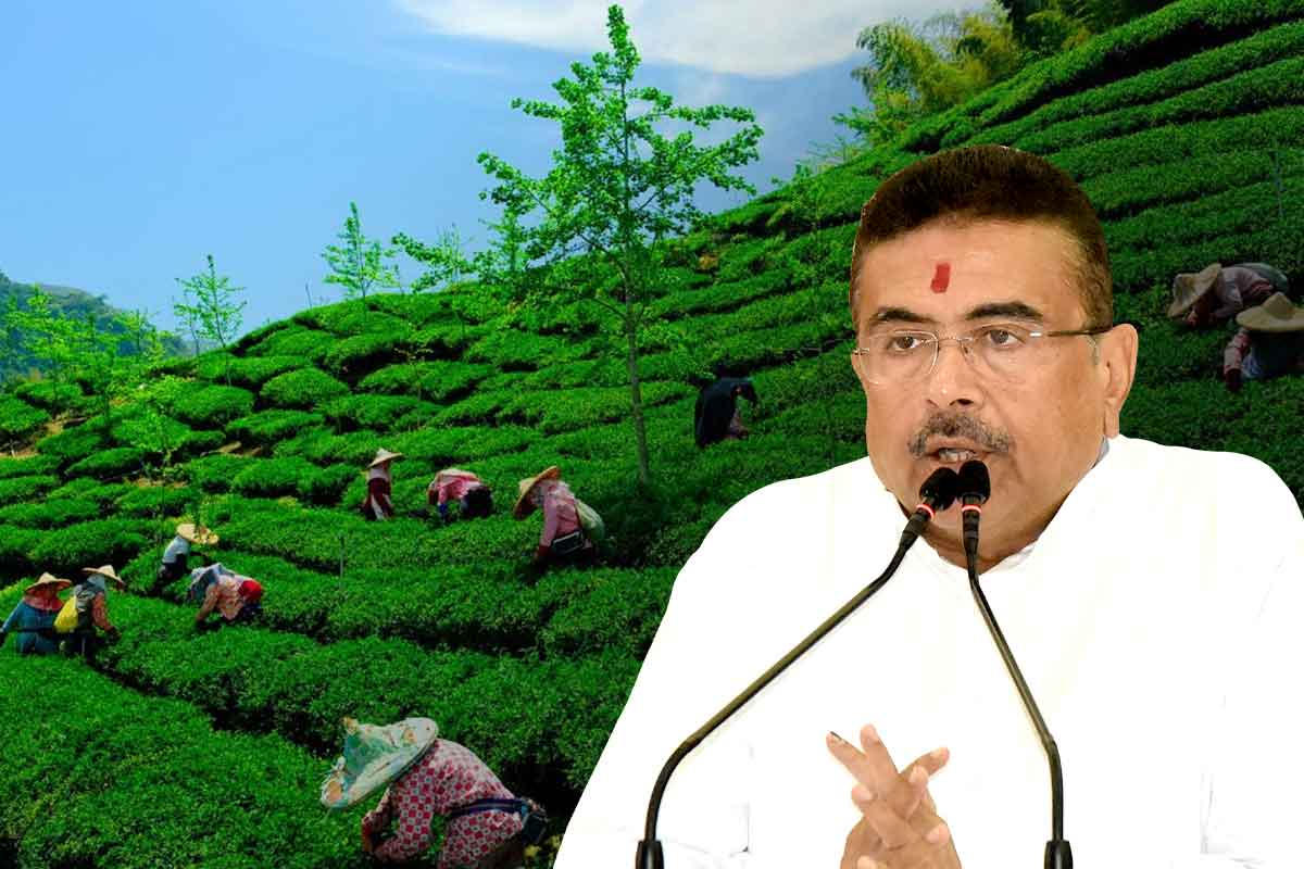 উত্তরবঙ্গে চা শ্রমিকদের জন্য বড় উপহার , ৩১৩ কোটি টাকার প্রকল্প ঘোষণা মুখ্যমন্ত্রীর