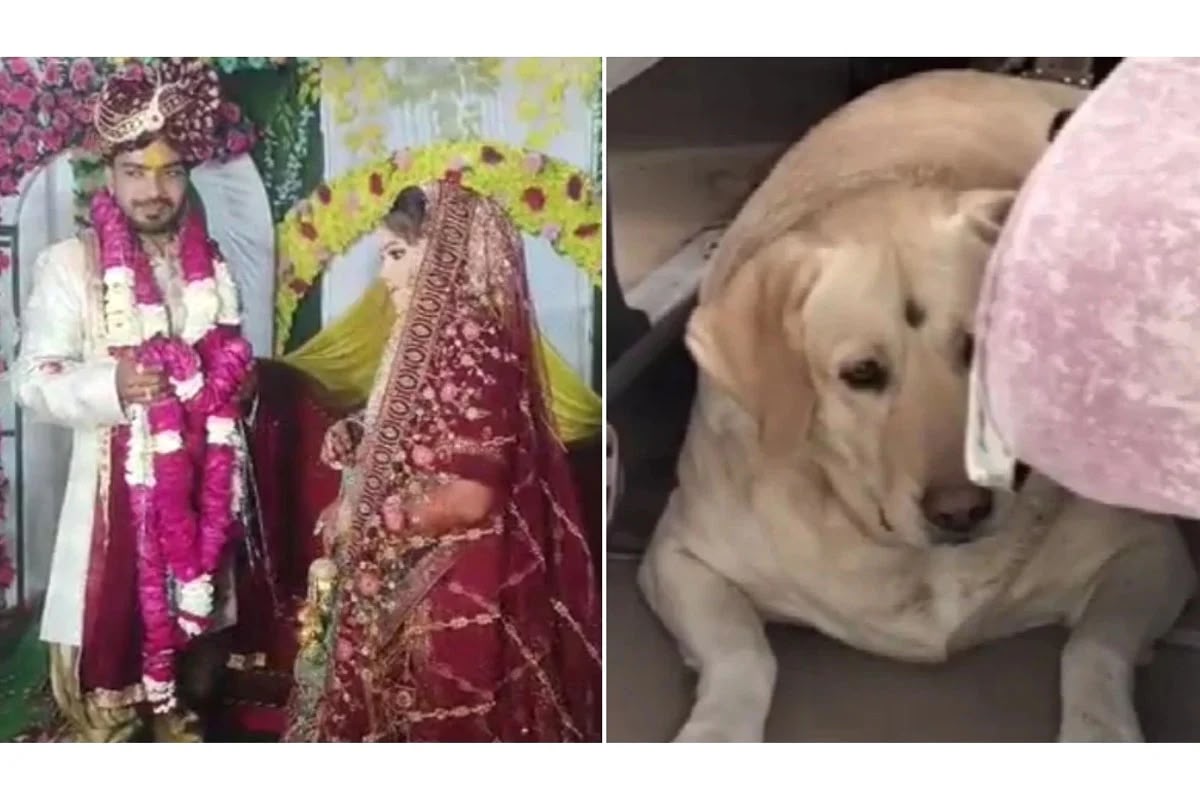বরযাত্রীর হাতে পোষা কুকুরের ওপর নির্যাতন, বিয়ের মণ্ডপেই সম্পর্ক শেষ করলেন পাত্রী