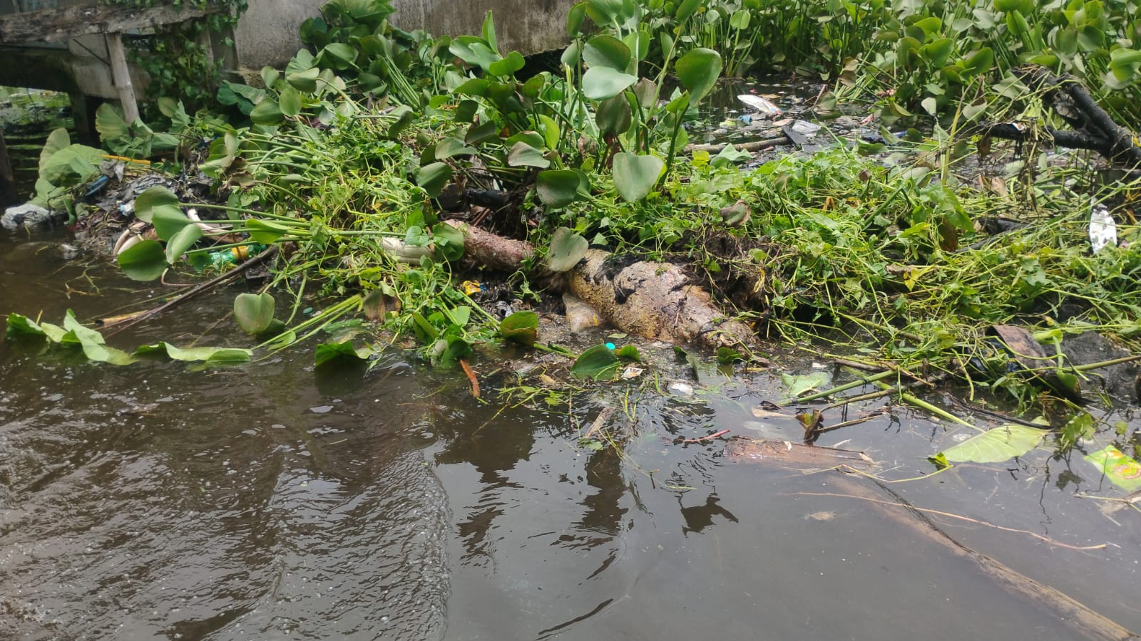খাল পরিষ্কার করতে গিয়ে উদ্ধার পচাগলা দেহ, চাঞ্চল্য বামনগাছিতে