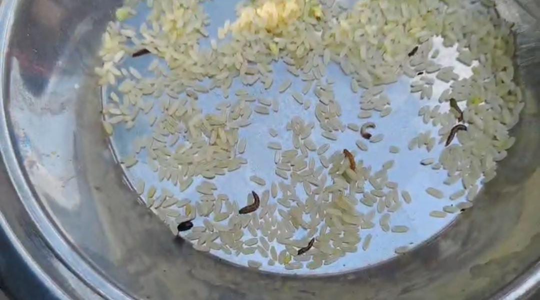 মিড ডে মিলের খাবারে পোকা , বিদ্যালয় চত্বরের সামনে বিক্ষোভ অভিভাবকদের