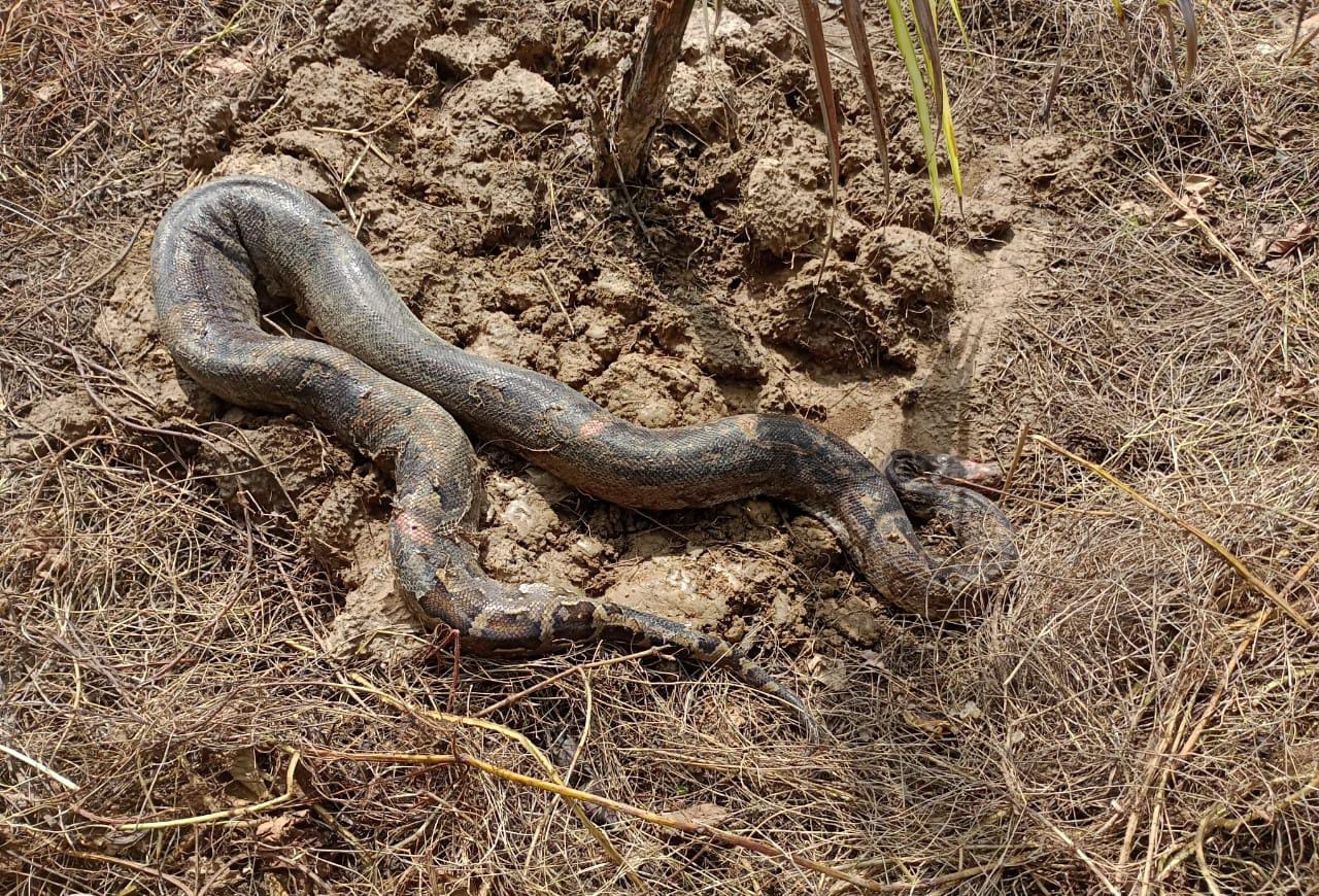 শীতলঝোড়ে উদ্ধার বিশালাকার ইন্ডিয়ান রক পাইথন , তীব্র আতঙ্কে স্থানীয় বাসিন্দারা