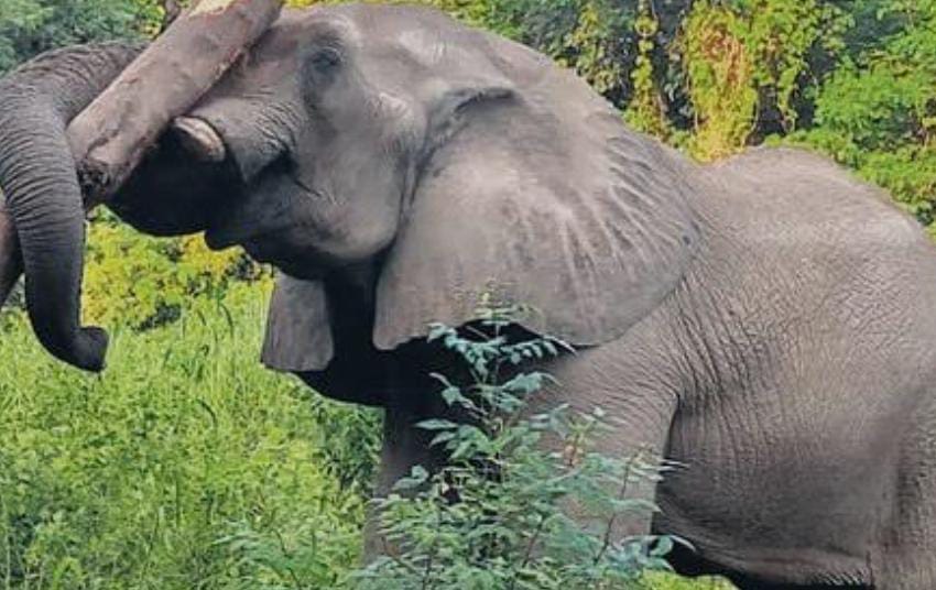 তিন দশকের বেশি সময়ের সঙ্গী , প্রয়াত দিল্লি চিড়িয়াখানার  'শঙ্কর'