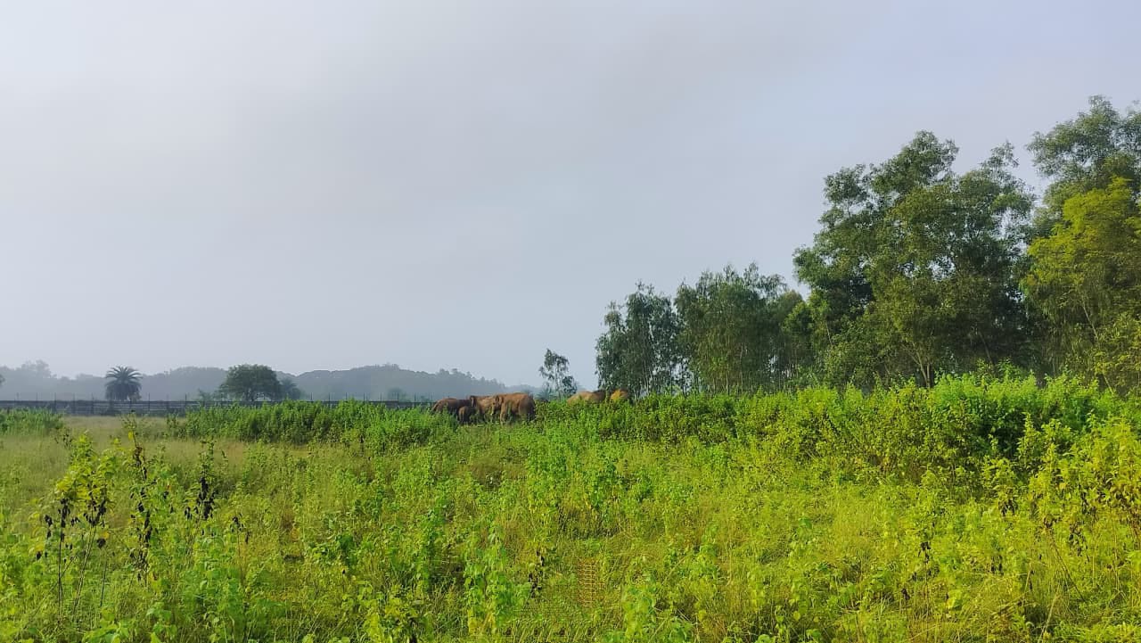 লোকালয়ে দাঁতাল দলের তান্ডব , বিঘার পর বিঘা জমির ধন নষ্ট