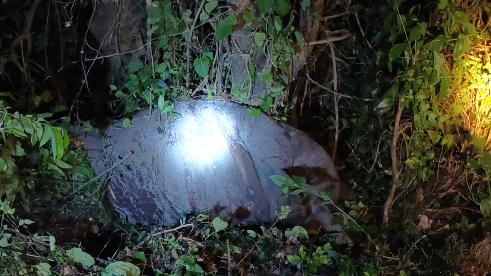 রাতের অন্ধকারে বিরাট দুর্ঘটনা , দূরপাল্লার ট্রেনের ধাক্কায় মৃত্যু হাতির