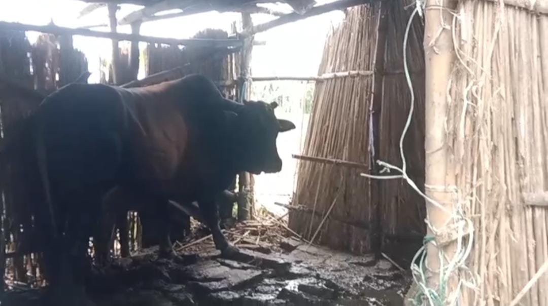 ষাঁড়ের তাণ্ডবে অতিষ্ঠ শান্তিপুরের স্টিমার ঘাট , আতঙ্কে স্থানীয় বাসিন্দারা