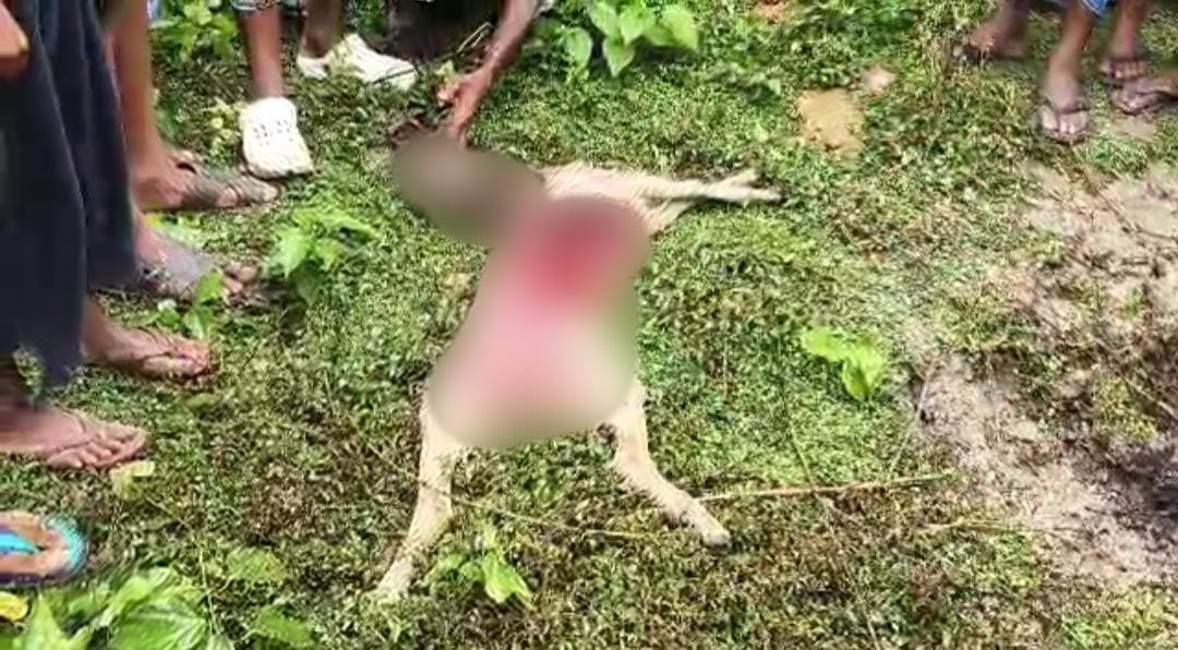 ছাগল খাওয়ার আতঙ্কে উত্তাল তালগড়িয়া গ্রাম
