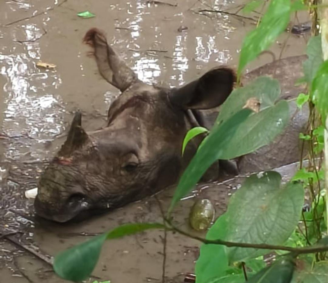 বন্যা পরিস্থিতির পর গন্ডারের তাণ্ডব , আহত তিন , আতঙ্কে গ্রামবাসী