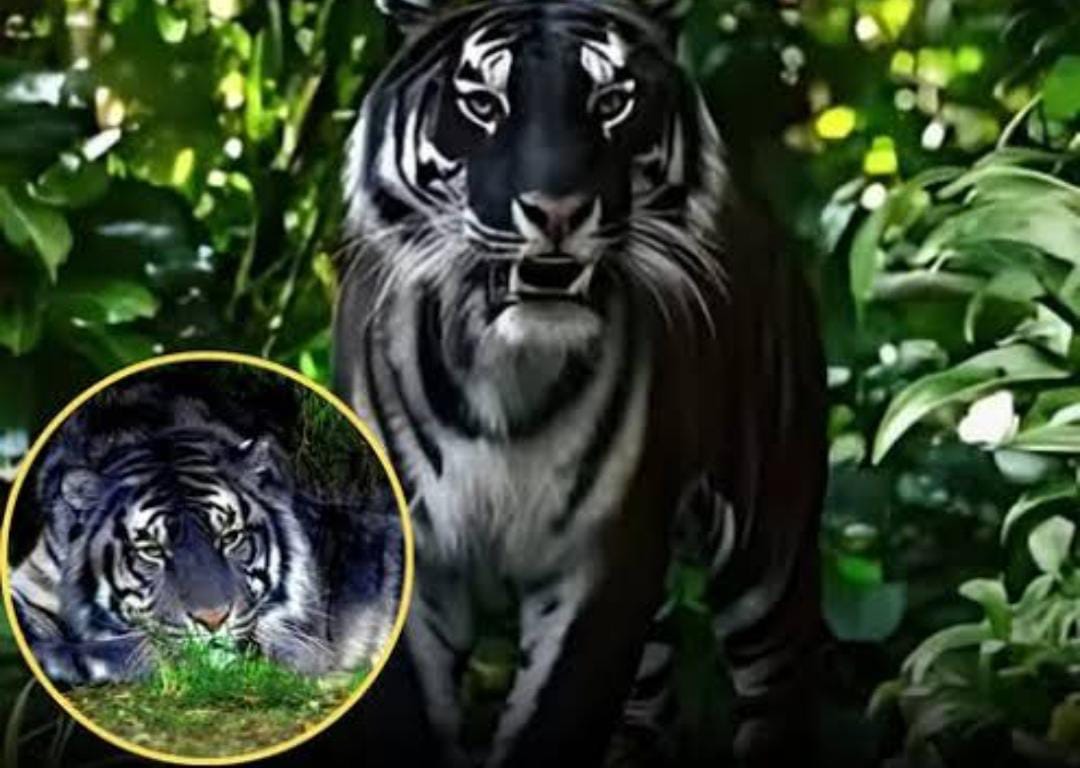 ওড়িশায় বিরল 'বনের রাজা' , ক্যামেরাবন্দী হল কালো বাঘ