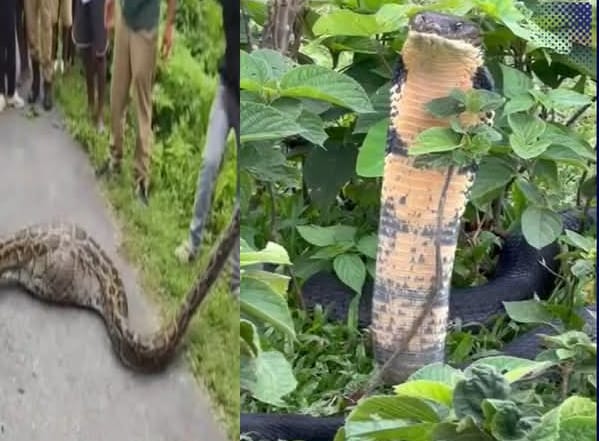অজগর ও কিং কোবরার তাণ্ডবে নাজেহাল, জোড়া সরীসৃপের ভয়ে কাঁটা হয়ে রয়েছে গোটা এলাকা