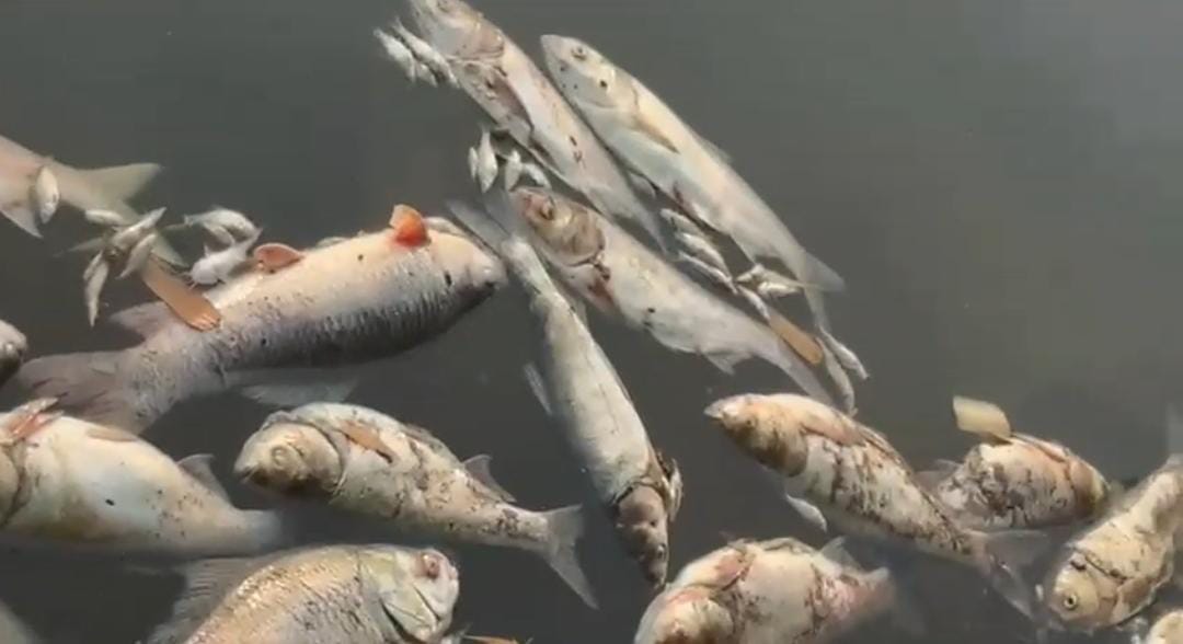 পুকুরে ভেসে উঠল ১০ টন মরা মাছ , প্রতিযোগিতার আগেই জামালপুরে বিরাট চাঞ্চল্য