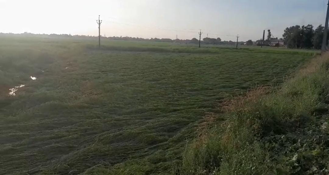 মন্থার প্রভাবে ধানখেতে বড়সড় ক্ষতি , ফলনের সময় বিরাট বিপর্যয়ের মুখে চাষীরা