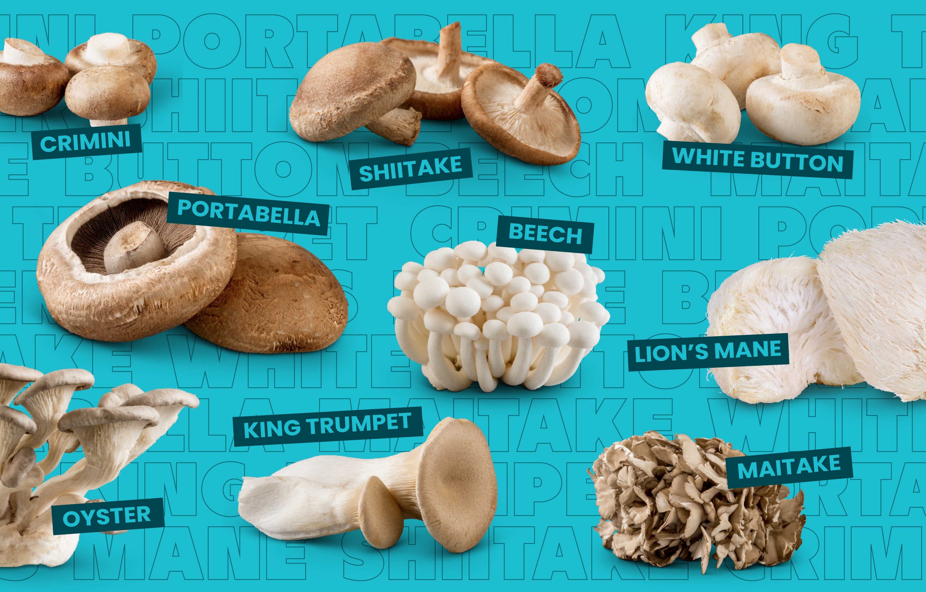 অল্প পুঁজিতে ব্যাবসা , গ্রাম বা শহর বাড়িতে জায়গা থাকলেই শুরু করা যায় মাশরুম চাষ