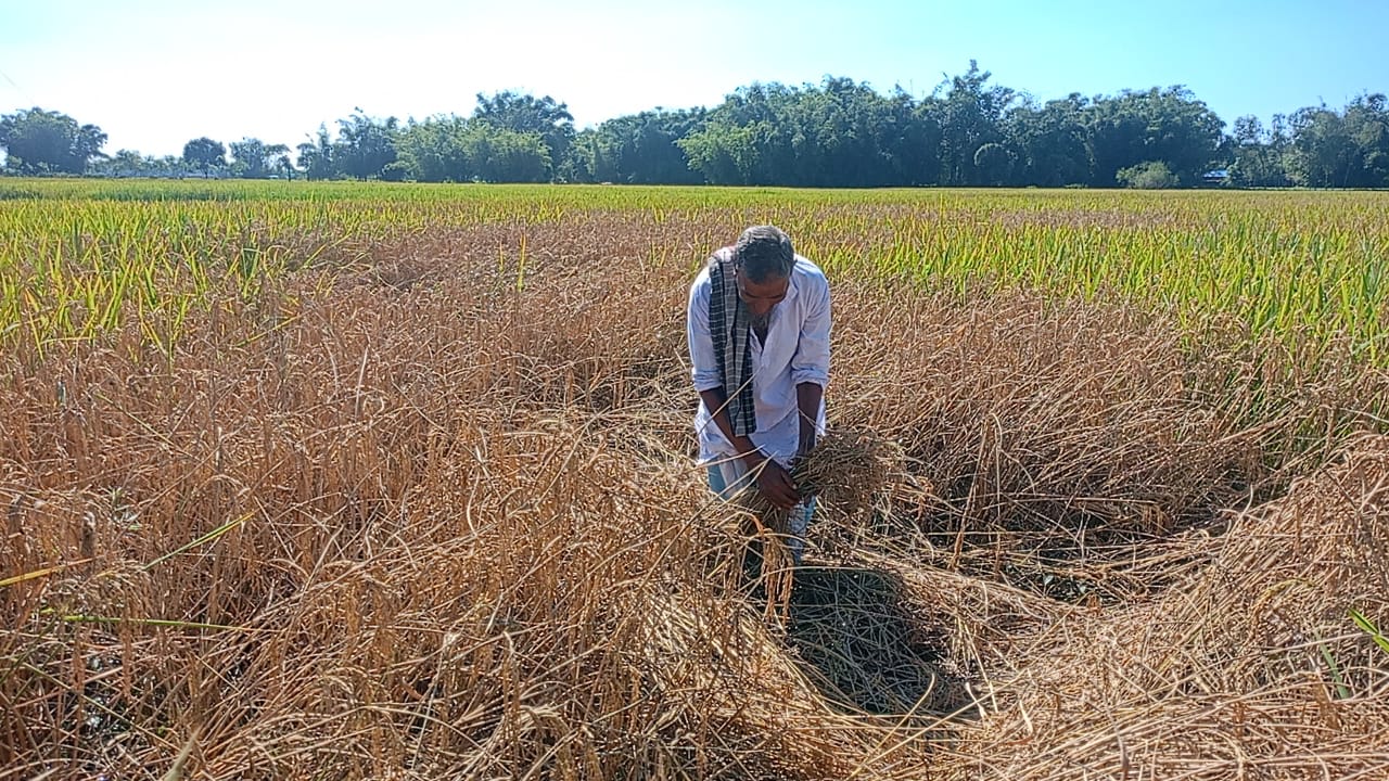 ধান তোলার মুখেই অকাল বৃষ্টি , বিপর্যয়ের মুখে চাষীরা