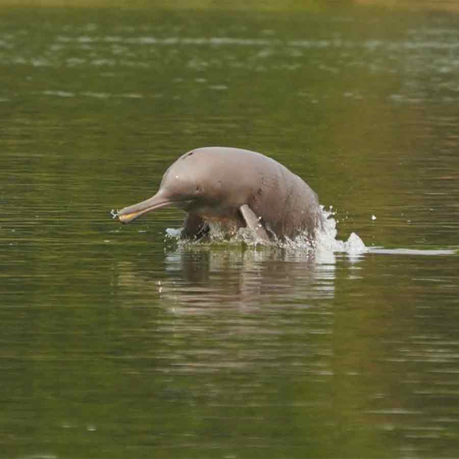 ভারতের জাতীয় জলজ প্রাণী গাঙ্গেয় শুশক