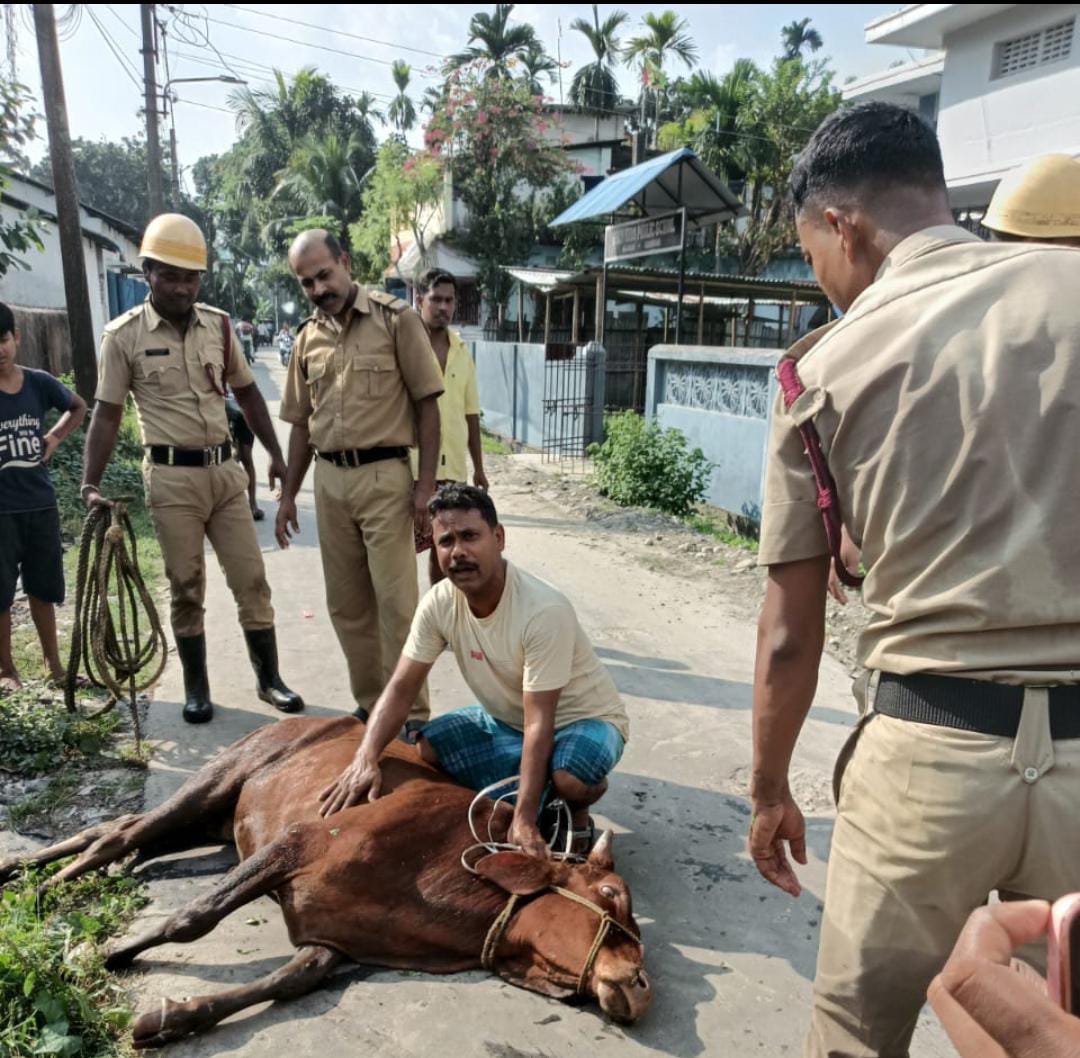 কবিতার মায়া বাস্তবজীবনে , অবলা গরুকে বাঁচিয়ে জীবপ্রেমের দৃষ্টান্ত স্থাপন করলেন কবি রবিউল