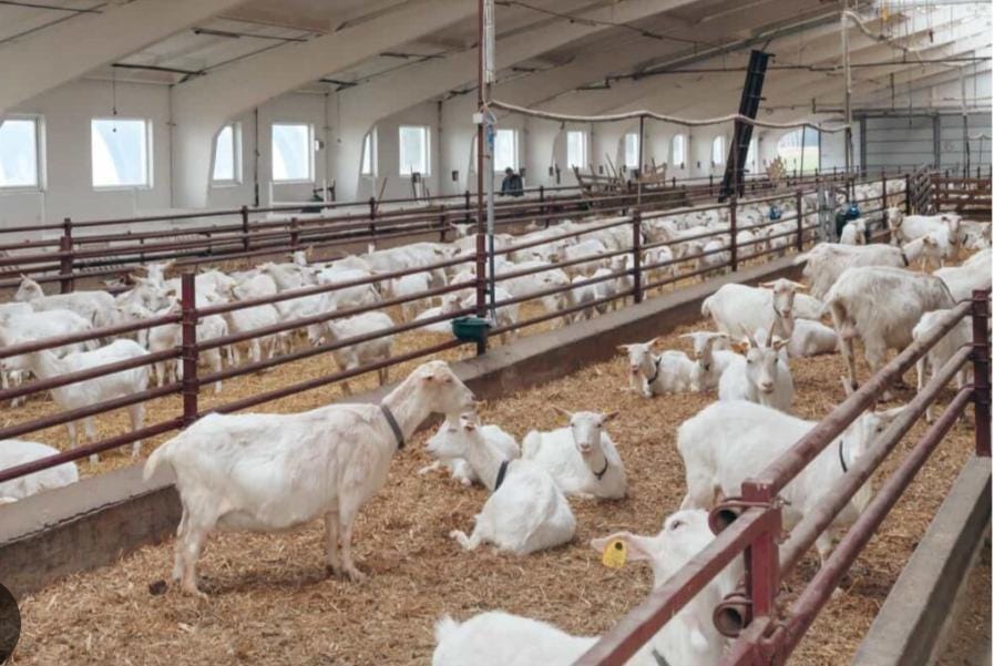 অল্প পুঁজিতে ব্যবসা , পশ্চিমবঙ্গে ছাগল প্রতিপালন করে আয়