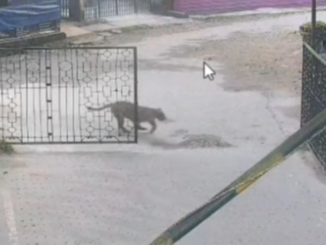 উত্তরবঙ্গ বিশ্ব বিদ্যালয়ের চিতাবাঘের হানা , আহত ১