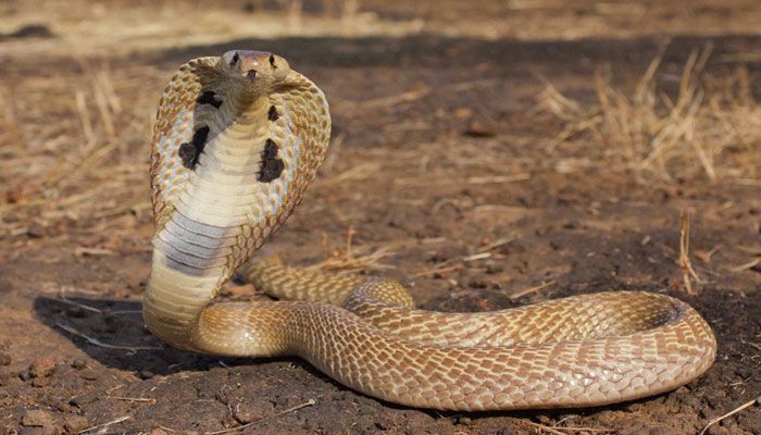 ঘুড়ে বেড়ায় আপনার বাড়ির আশেপাশেই , চেনেন নাকি পশ্চিমবঙ্গের ১০টি বিষধর সাপ