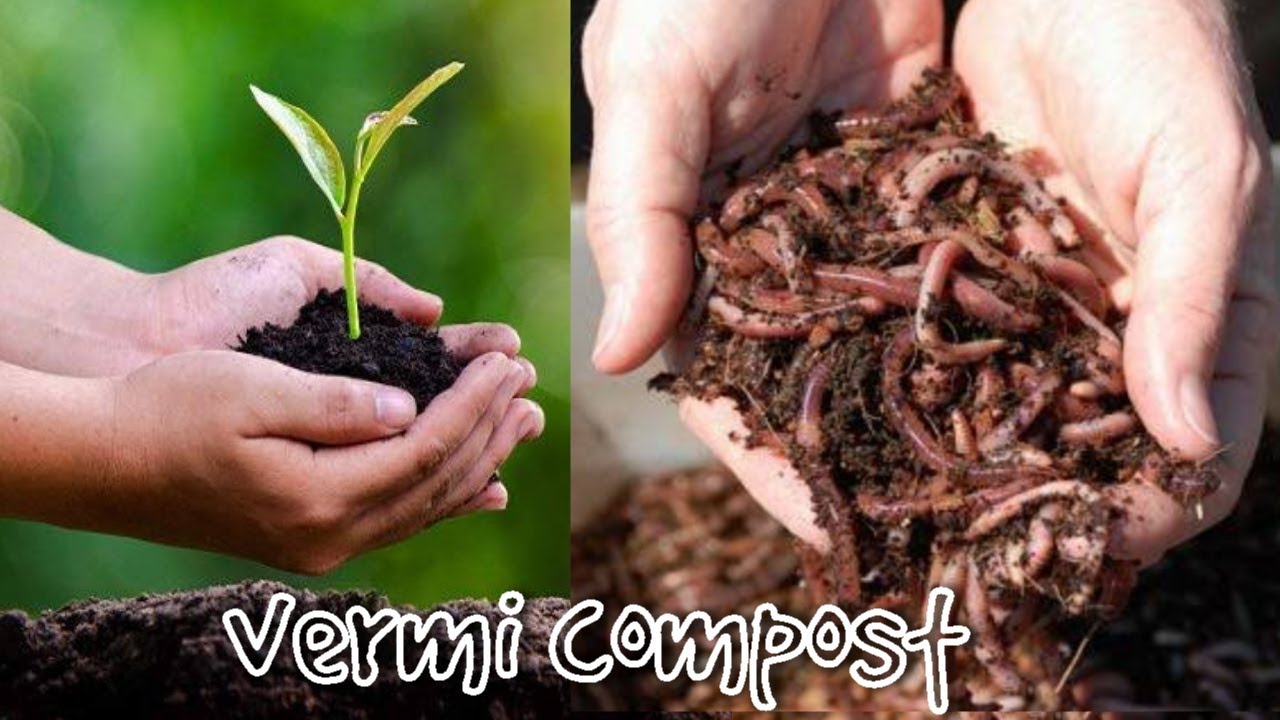 অল্প পুজিতে ব্যবসা , ভার্মি কম্পোস্ট তৈরি করে আয়