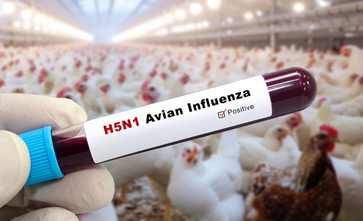বার্ড ফ্লুতে আক্রান্ত হয়ে মৃত্যু, সিঁদুরে মেঘ দেখছেন মার্কিন বিজ্ঞানীরা
