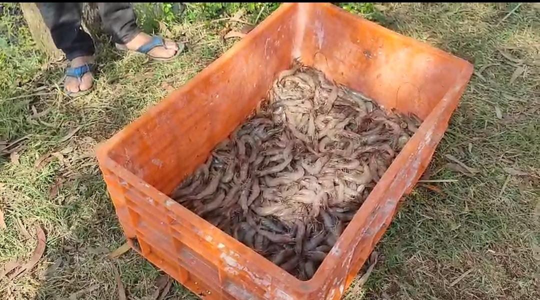 ভেড়ি থেকে বিপুল পরিমাণ চিংড়ি চুরির অভিযোগ , অভিযুক্তকে বেঁধে মারধর গ্রামবাসীদের