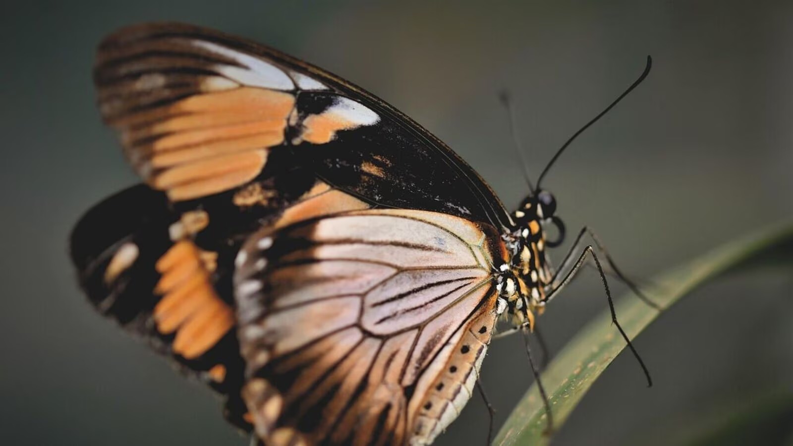 শীতে প্রজাপতির উপদ্রব,  জলবায়ু পরিবর্তনের নীরব বার্তা
