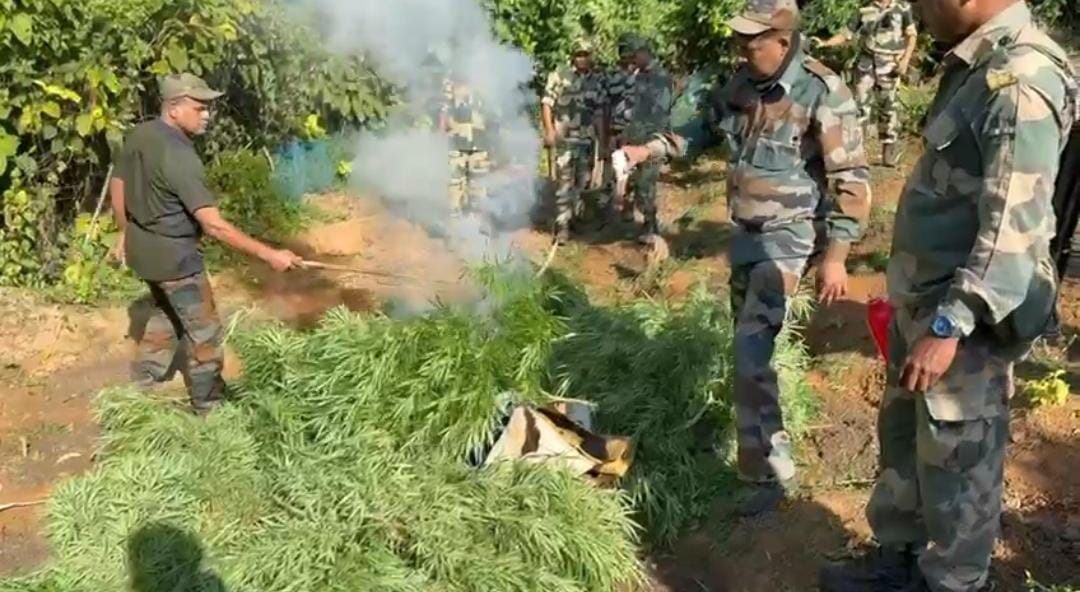 আড়াই ঘণ্টার অভিযানে ধ্বংস ১৫ হাজার গাঁজা গাছ