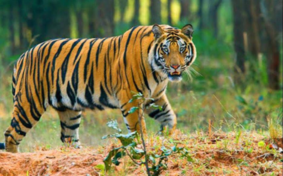 সাতগাছিতে সাত সকালে বাঘের হানা , জখম ৩ , ব্যাপক আতঙ্ক এলাকায়