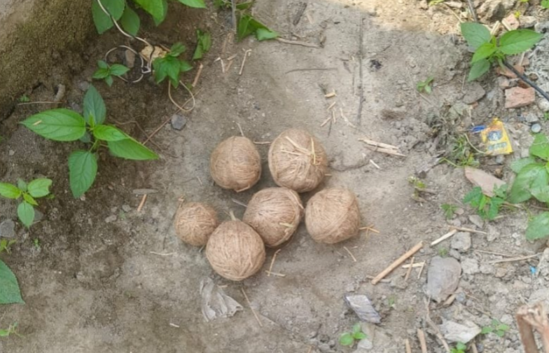 বিধানসভা নির্বাচনের আগে চাঞ্চল্য চাপড়ায় , উদ্ধার জারভর্তি তাজা বোমা