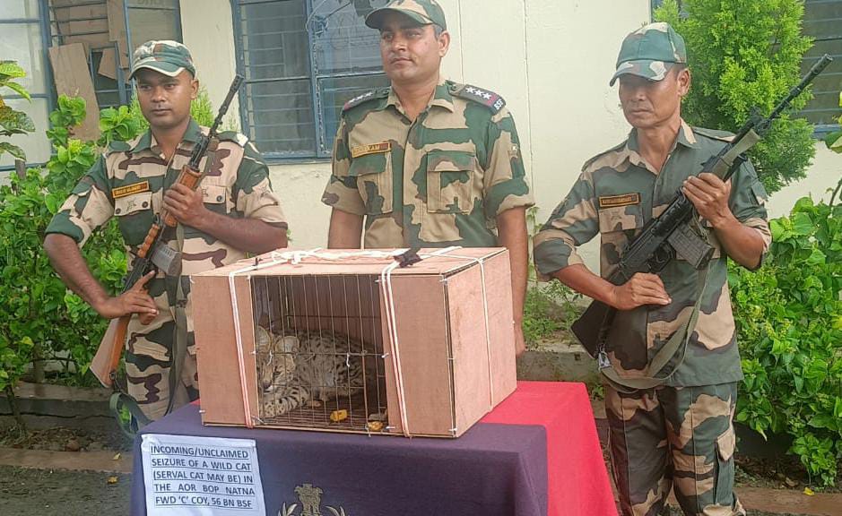 সীমান্তে বিরল বন্য বিড়ালের চোরাচালানের চেষ্টা বানচাল করল বিএসএফ
