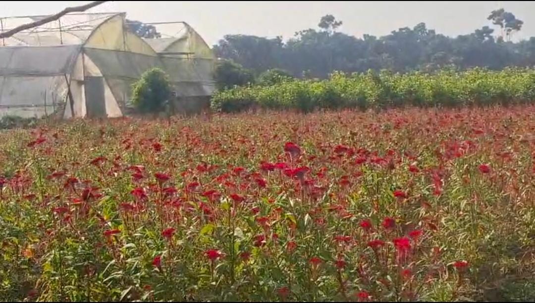 অতিবৃষ্টিতে ক্ষতিগ্রস্ত ফুল চাষ , বিয়ের মরসুমে মাথায় হাত চাষীদের
